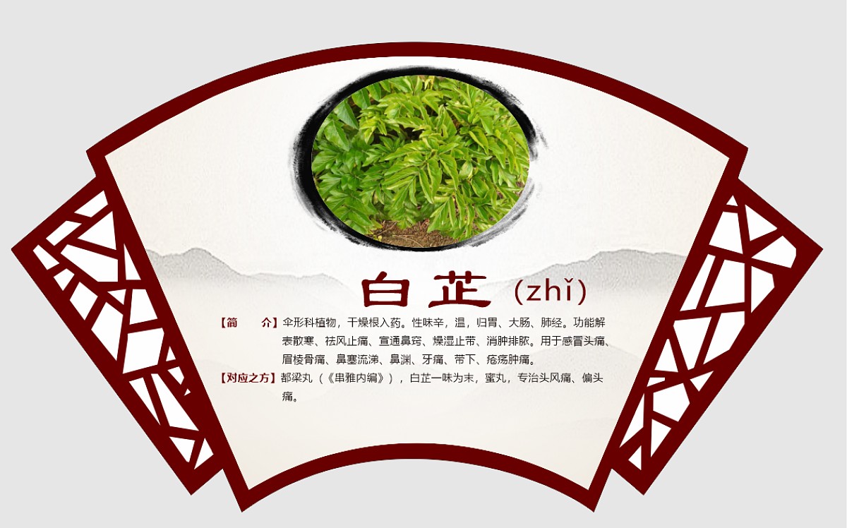 白芷