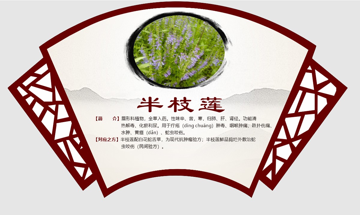 半枝莲