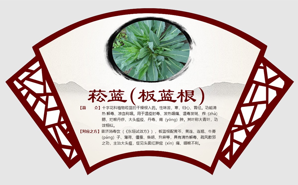 菘蓝