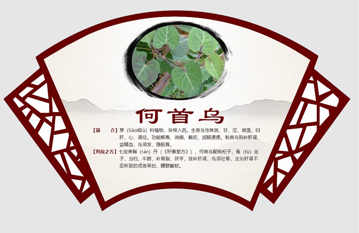 何首乌