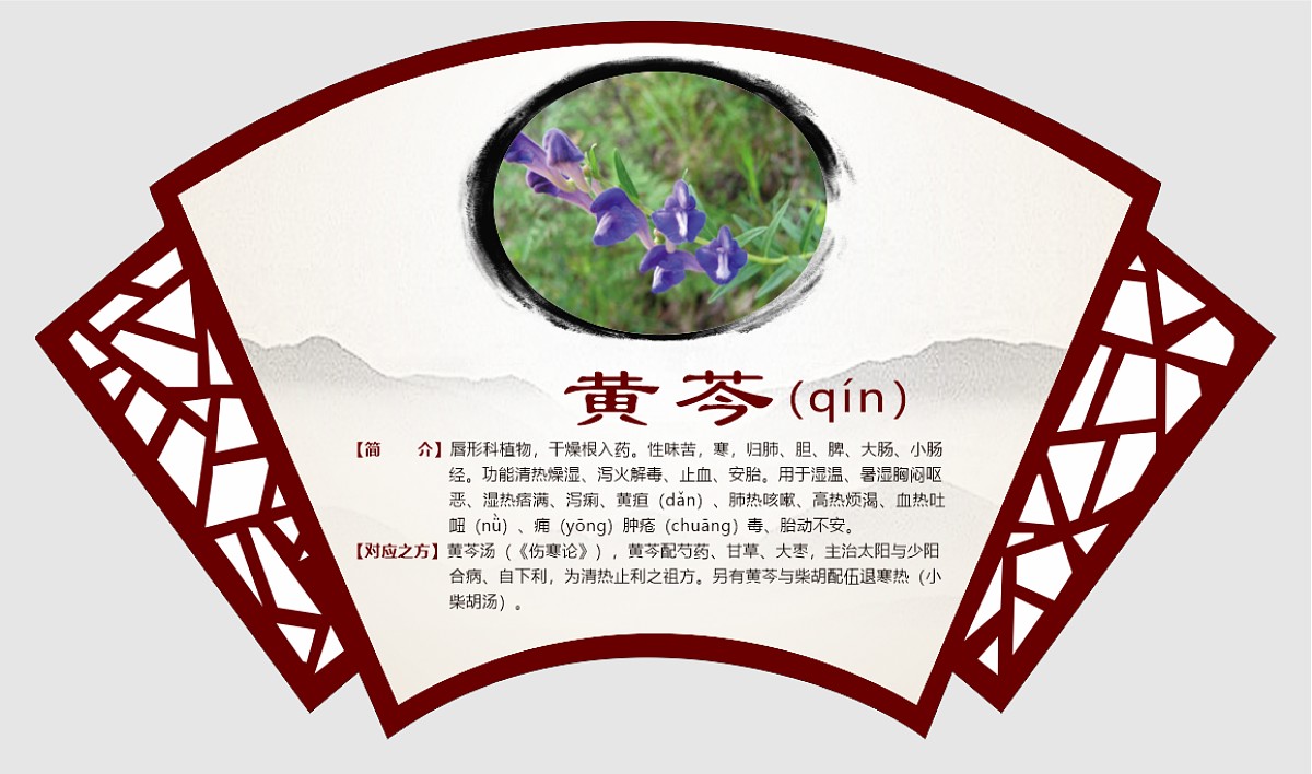黄芩