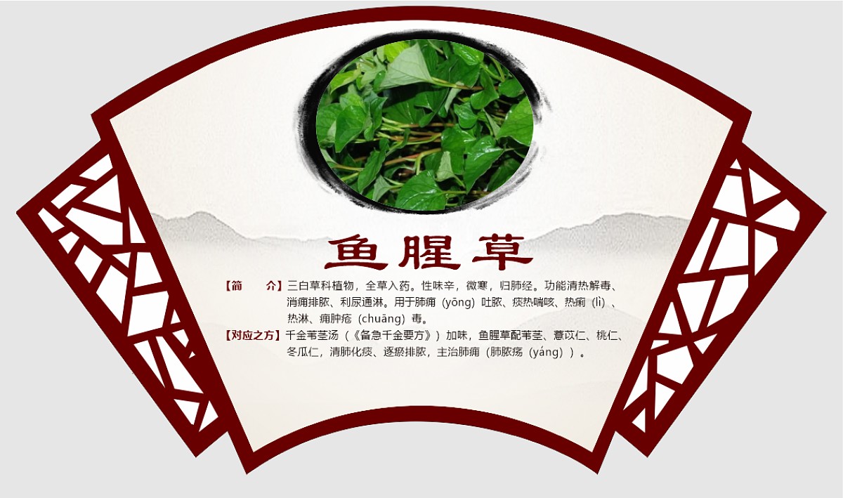 鱼腥草