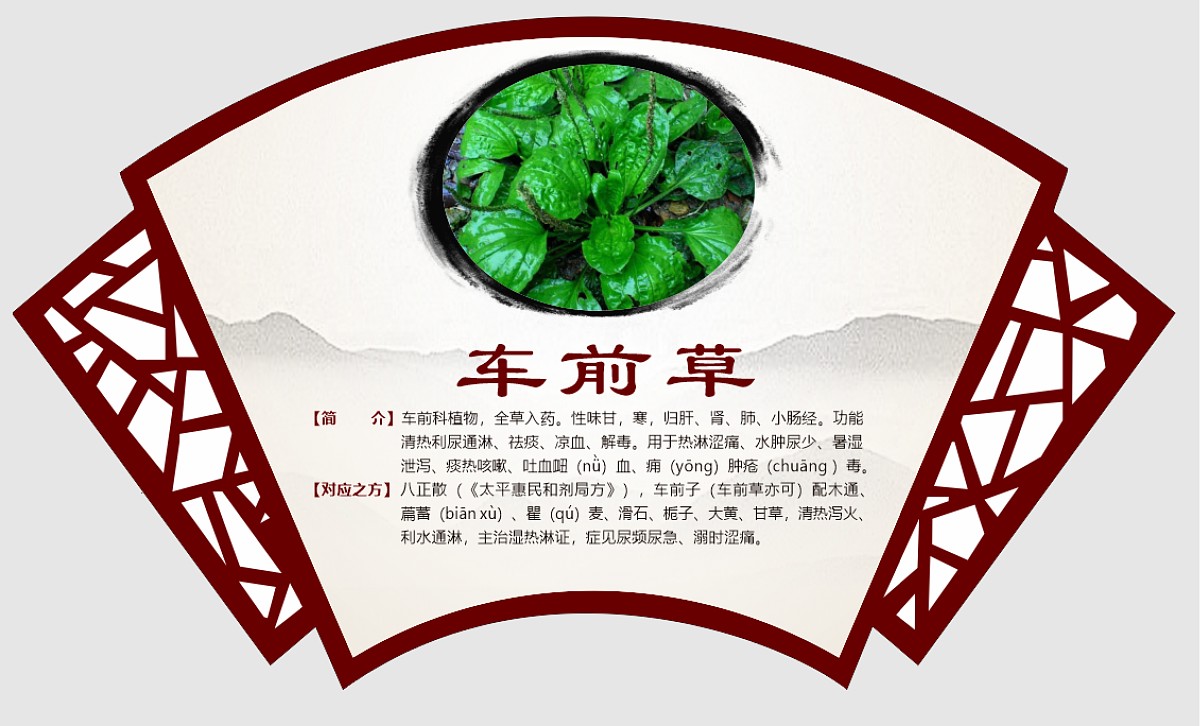 车前草