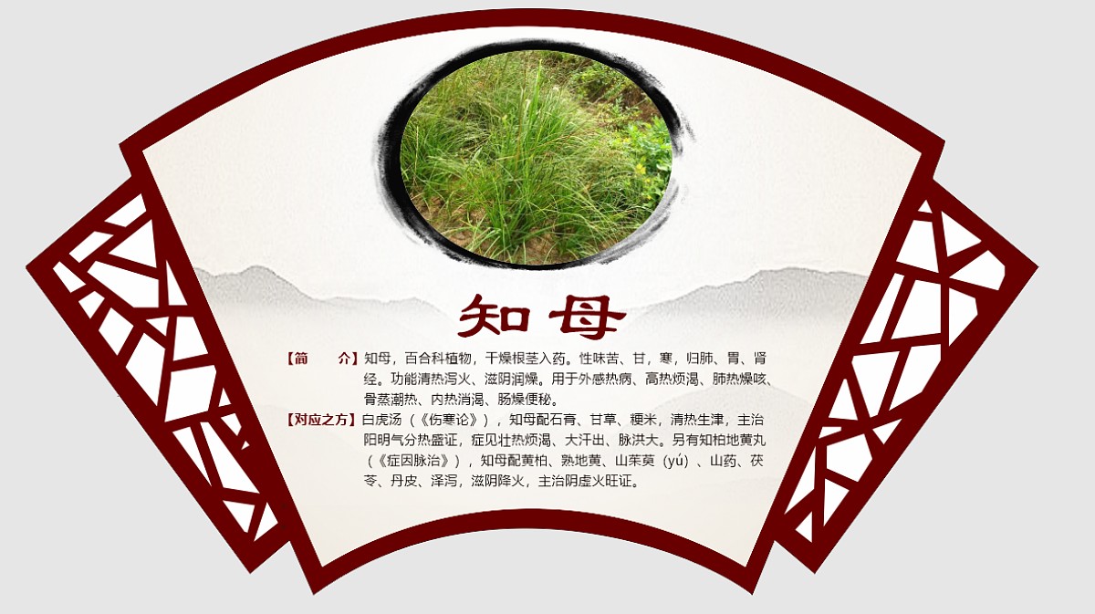 知母