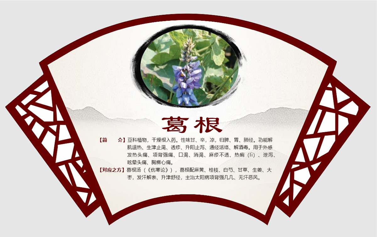 葛根