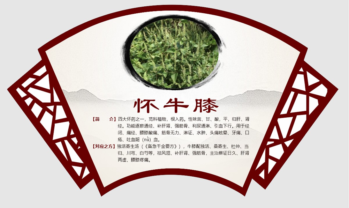 怀牛膝